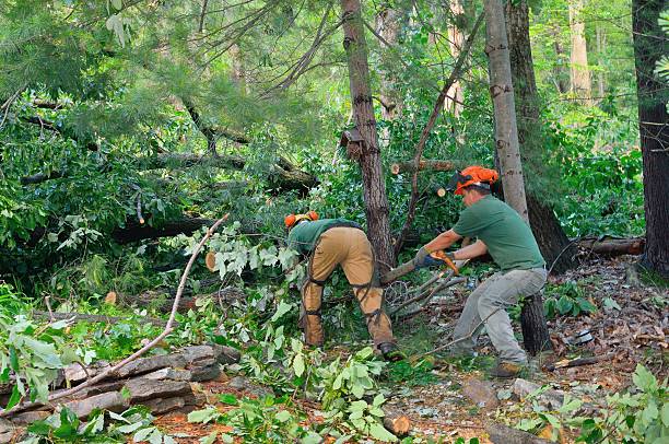 Best Dead Tree Removal  in , ID